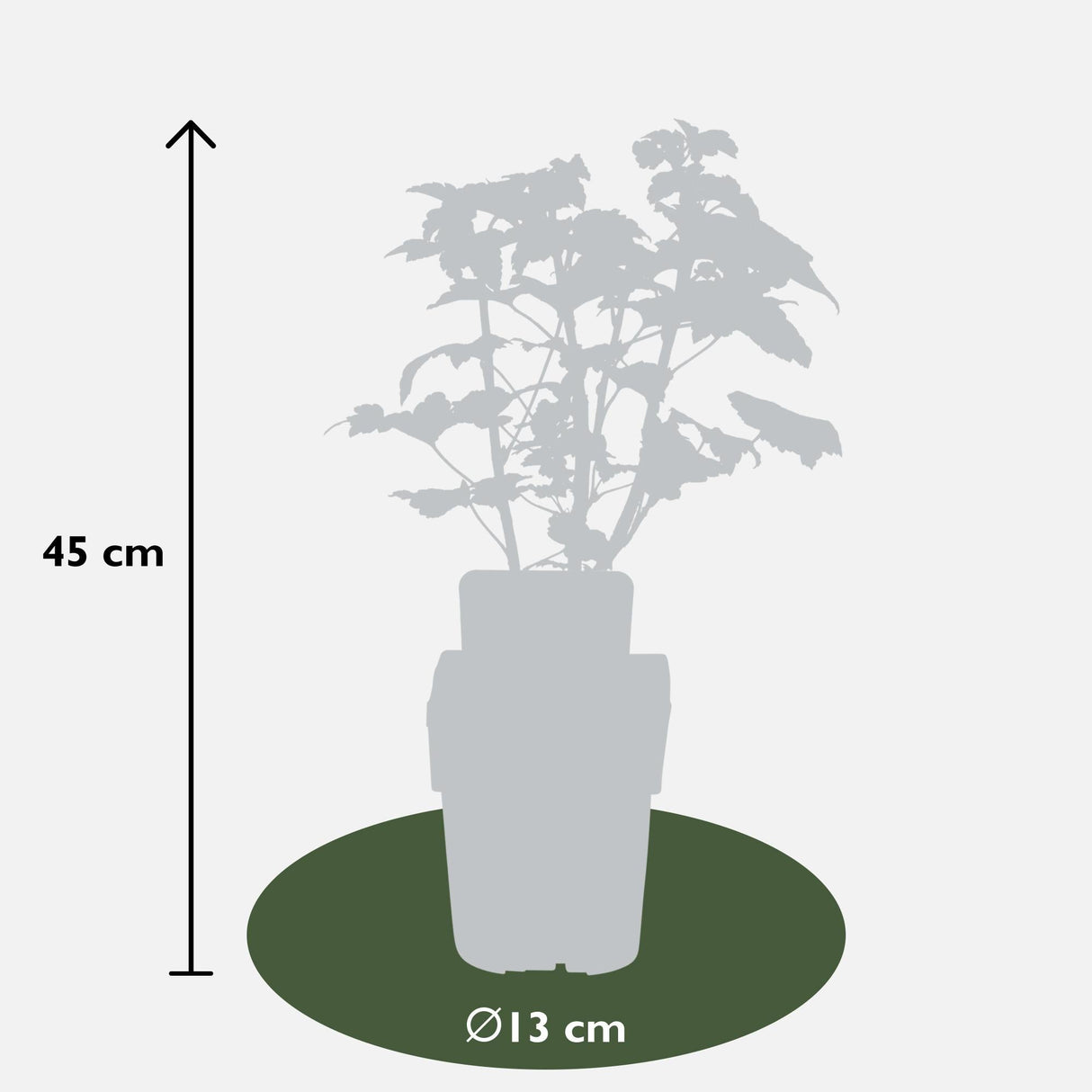 Livraison plante Grosseillier noir - arbuste fruitier