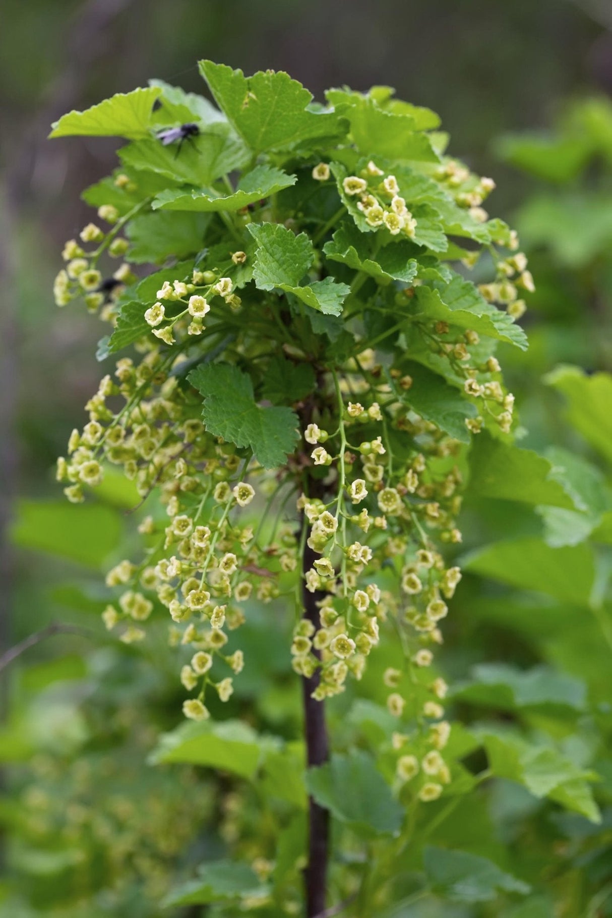 Livraison plante Grosseillier noir - arbuste fruitier