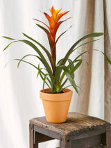 Livraison plante Guzmania Variada