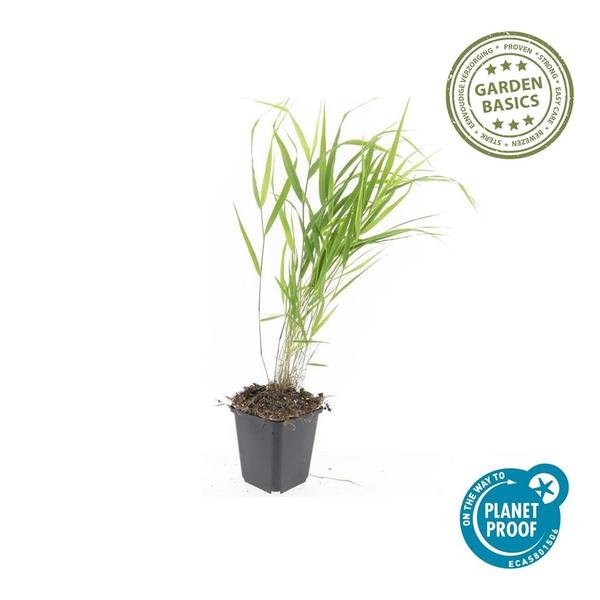 Livraison plante Hakonechloa macra herbe japonaise