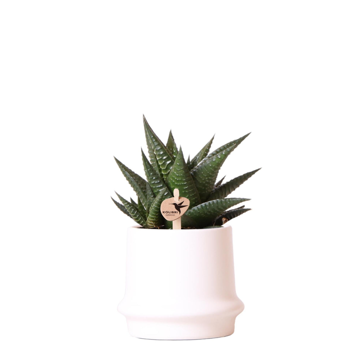 Livraison plante Haworthia Limifolia et son cache - pot blanc