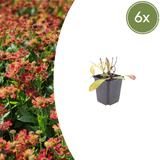 Livraison plante Hélénie orange