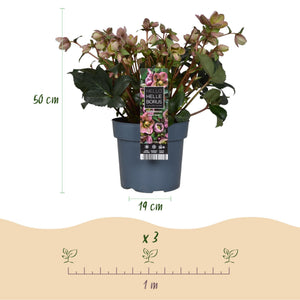 Livraison plante Hellébore Angels Glow – Pot 19 cm – Hauteur 50 cm