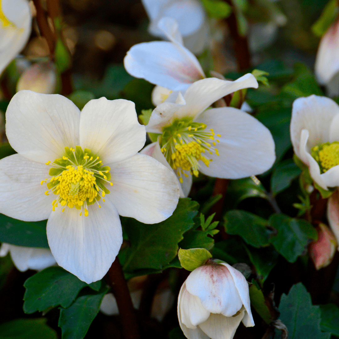 Livraison plante Hellebore blanc niger
