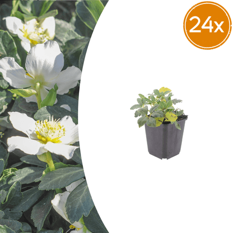 Livraison plante Hellebore blanc niger