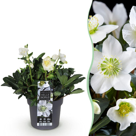 Livraison plante Hellébore Christmas Carol – Lot de 1 – Pot 17 cm