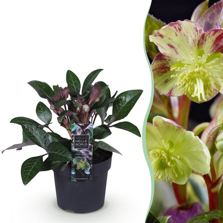 Livraison plante Hellébore livida Purple Marble en pot
