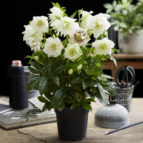 Livraison plante Hellébore orientale Double Ellen White – Pot 14 cm