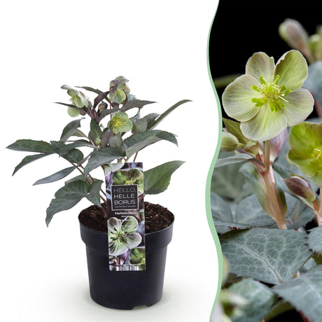 Livraison plante Hellébore sternii Silver Dollar – Lot de 1 – Pot 14 cm