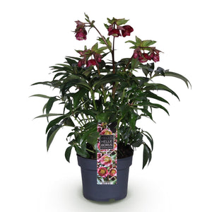 Livraison plante Helleborus Dacaya – Lot de 1 – Pot 19 cm – Hauteur 50 cm
