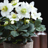 Livraison plante Helleborus niger 'Christmas Carol' - Lot de 12