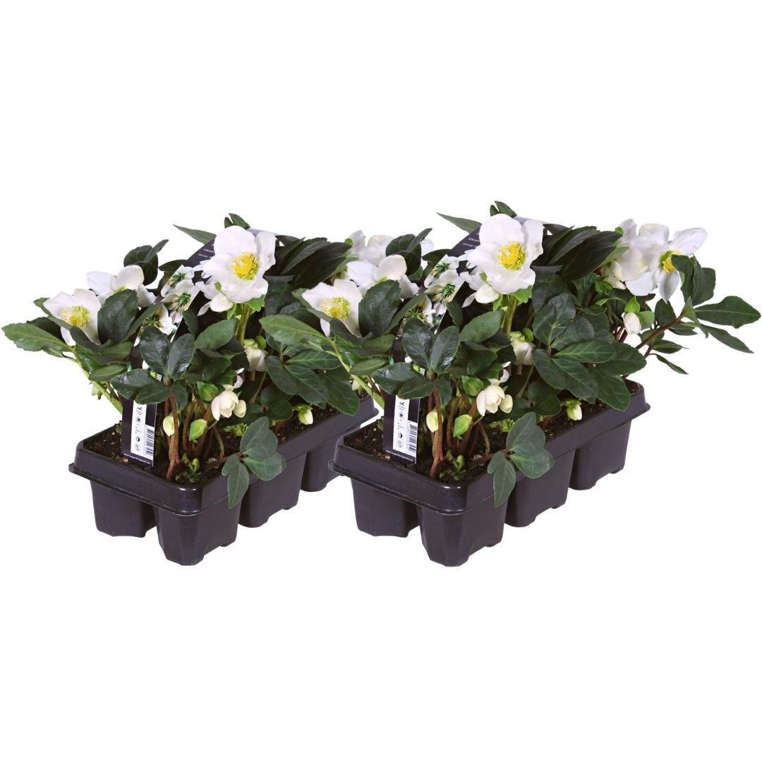 Livraison plante Helleborus niger 'Christmas Carol' - Lot de 12