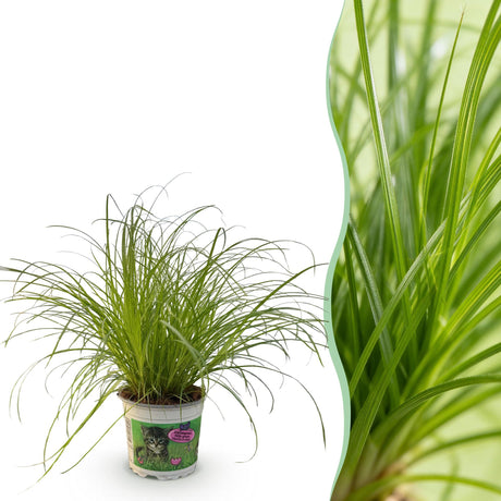 Livraison plante Herbe à chat - Cyperus alternifolius Zumula