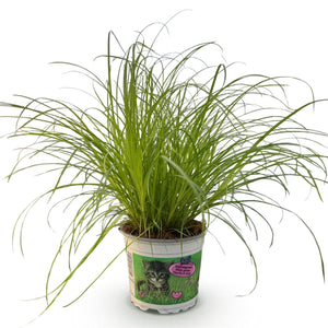 Livraison plante Herbe à chat - Cyperus alternifolius Zumula