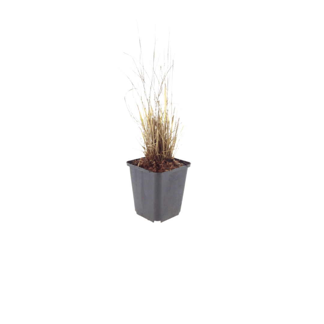 Livraison plante Herbe aux diamants