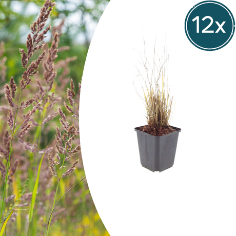 Livraison plante Herbe aux diamants