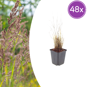 Livraison plante Herbe aux diamants