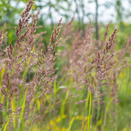 Livraison plante Herbe aux diamants