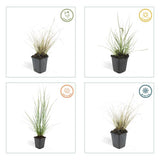 Livraison plante Herbe aux écouvillons 'Hameln'
