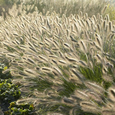 Fountain Grass (Pennisetum Alopecuroides) 'Hameln'