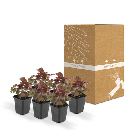 Livraison plante Heuchera mic. 'Palace Purple'