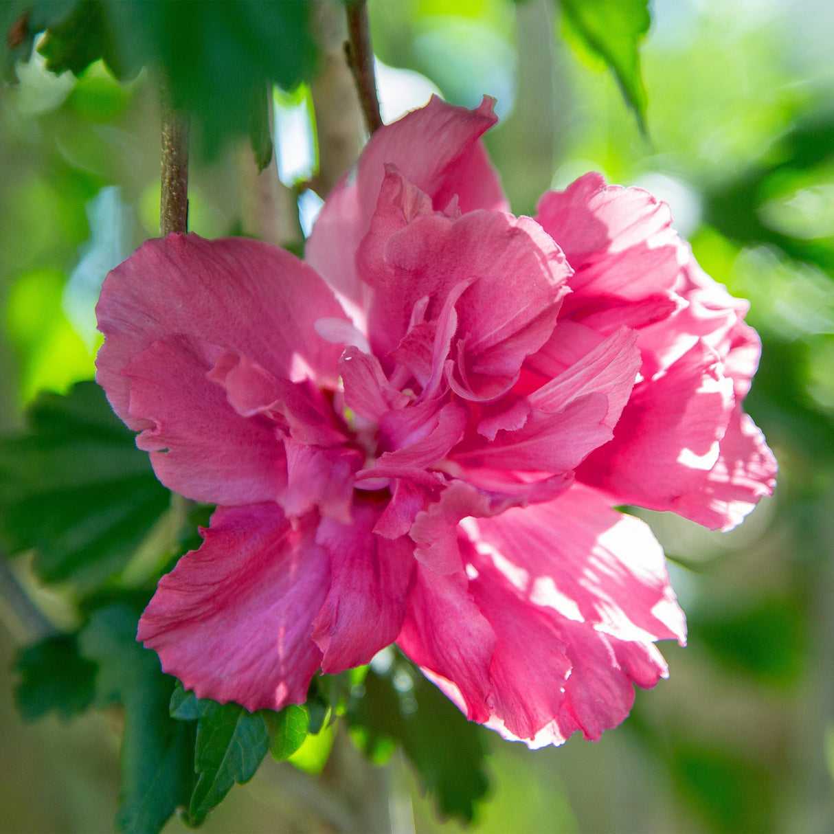 Livraison plante Hibiscus Magenta Chiffon® – Pot 19 cm – Hauteur 90 cm