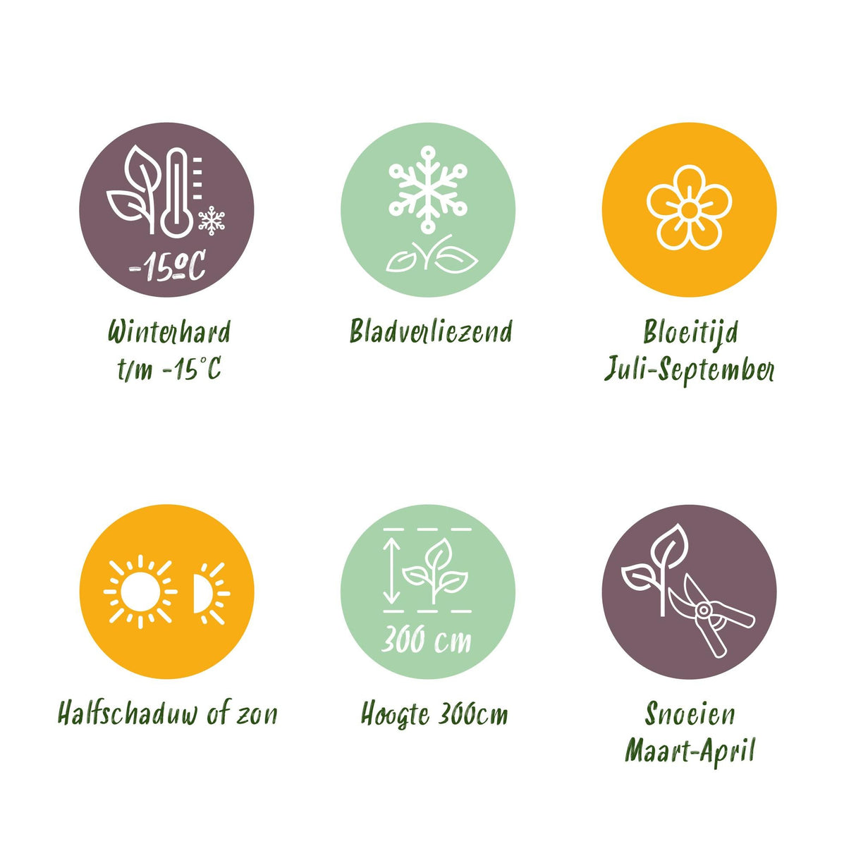 Livraison plante Hibiscus syriacus Hamabo – Pot 17 cm – Hauteur 45 cm