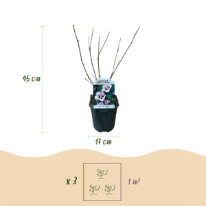 Livraison plante Hibiscus syriacus Hamabo – Pot 17 cm – Hauteur 45 cm