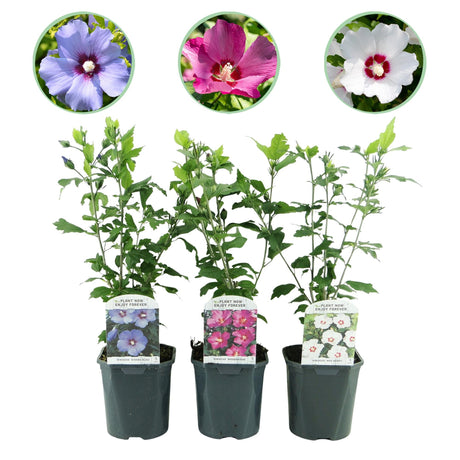 Livraison plante Hibiscus syriacus Tricolour – Lot de 3 – Hauteur 45 cm