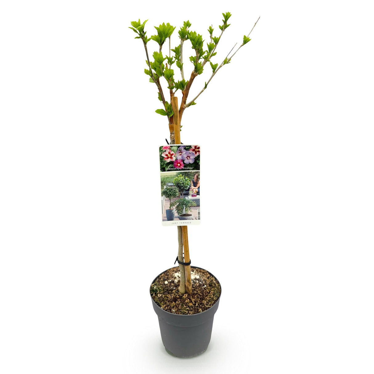 Livraison plante Hibiscus syriacus Tricolour – Pot 19 cm – Hauteur 90 cm