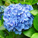Livraison plante Hortensia Blue – Lot de 1 – Pot 17 cm – Hauteur 30 cm