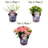 Livraison plante Hortensia Forever & Ever – Pot 23 cm – Hauteur 55 cm