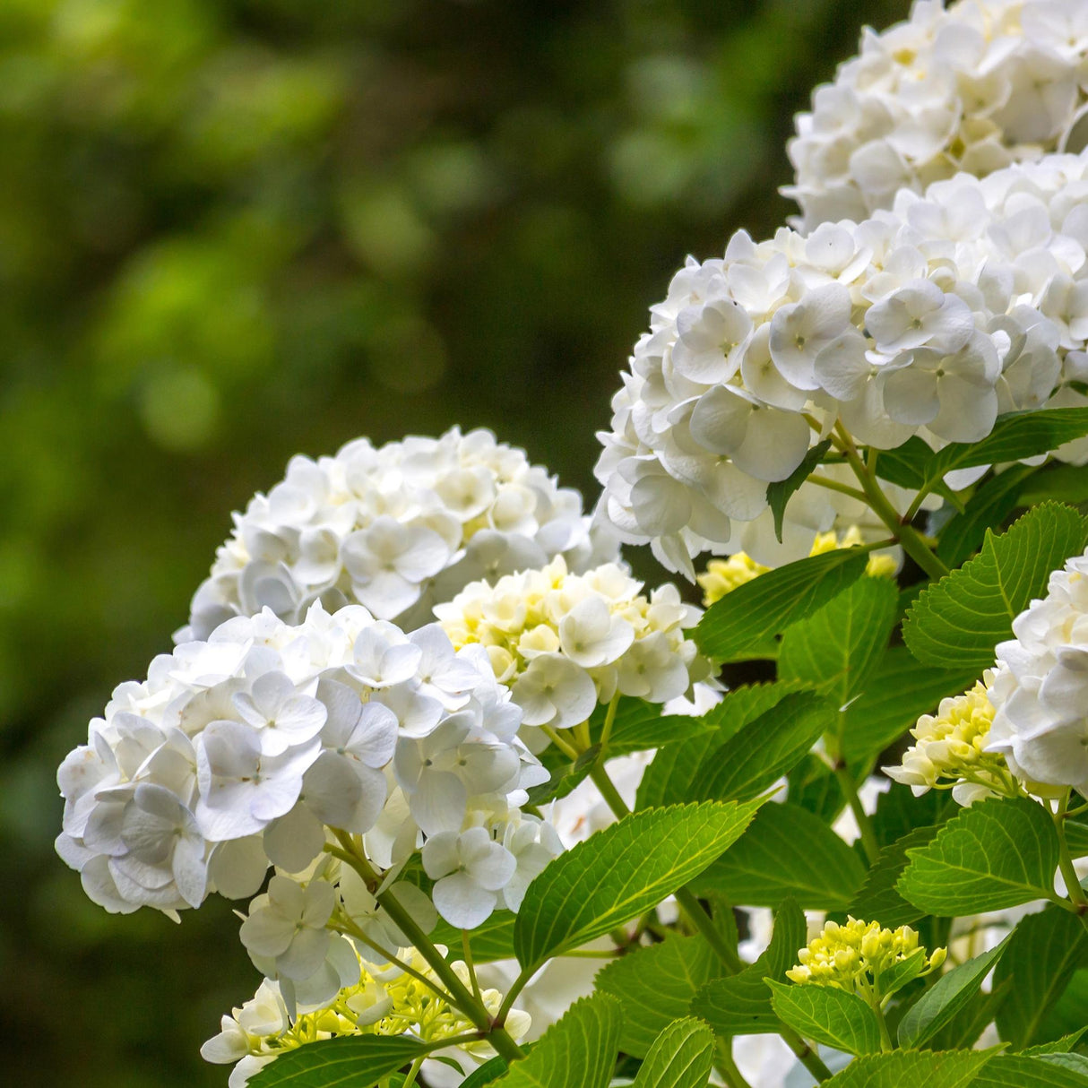 Livraison plante Hortensia Macrophylla Blanc – Pot 17 cm – Hauteur 30 cm