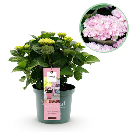 Livraison plante Hortensia Magical Revolution Pink – Hauteur 55 cm