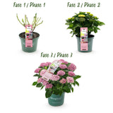 Livraison plante Hortensia Magical Revolution Pink – Hauteur 55 cm