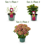 Livraison plante Hortensia Ruby Tuesday&Sapphire – Pot 23 cm – Hauteur 55 cm