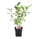 Livraison plante Hortensia Vanille Fraise – Lot de 1 – Pot 17 cm