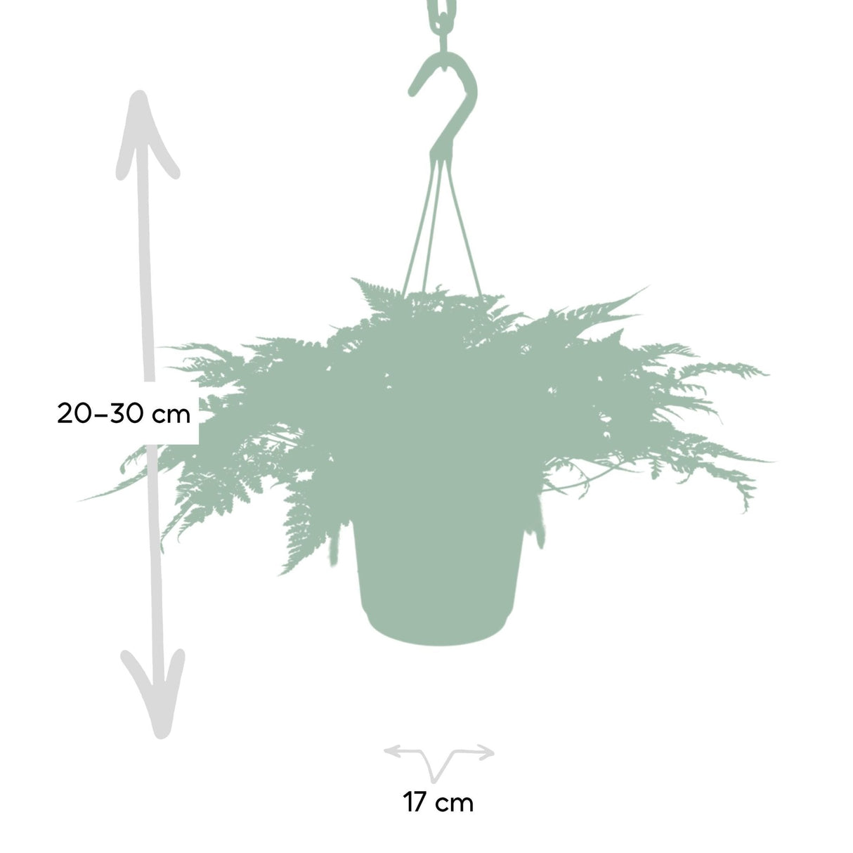 Livraison plante Humata Tyermannii h20cm