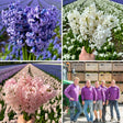 Livraison plante Hyacinte - 30 bulbes pour 1 m² de fleurs majestueuses