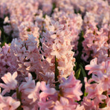 Livraison plante Hyacinthe 'China Pink' - 10 Bulbes