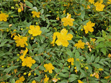 Livraison plante Hypericum dummeri Peter Dummer