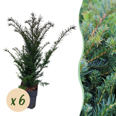 Livraison plante If Taxus baccata – Lot de 6 – Pot 17 cm – Hauteur 60 cm