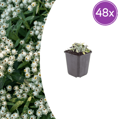 Livraison plante Immortelle de l'himalaya