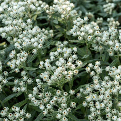 Livraison plante Immortelle de l'himalaya