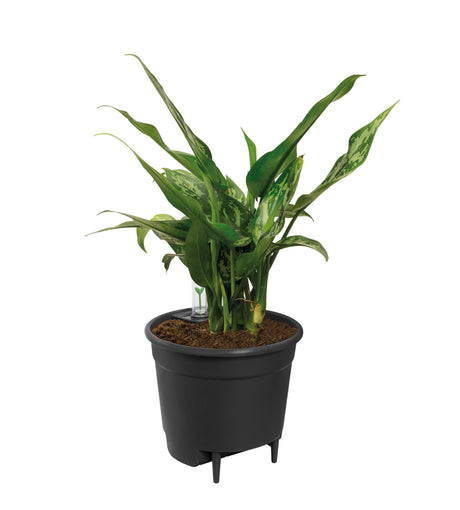 Livraison plante Insert Autarcique - 24 cm