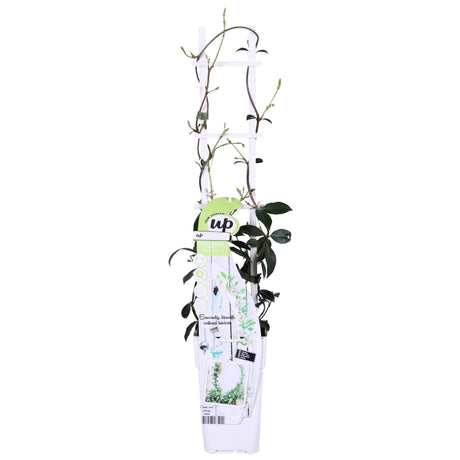 Livraison plante Jasmin étoilé - lot de 2 jasmins