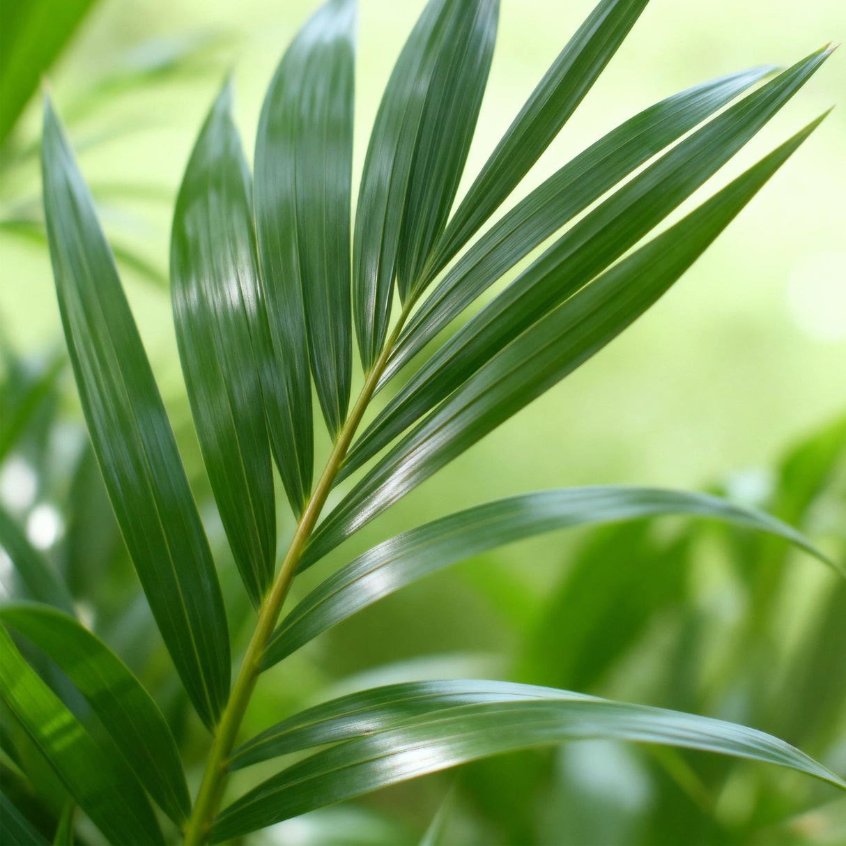 Livraison plante Kentia Howea forsteriana d21 cm – H120 cm