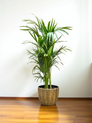 Kentia palm