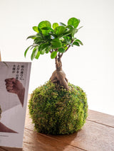 Livraison plante Kit Kokedama - Ficus