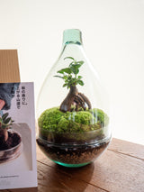 Livraison plante Kit Terrarium DIY - CORTICA